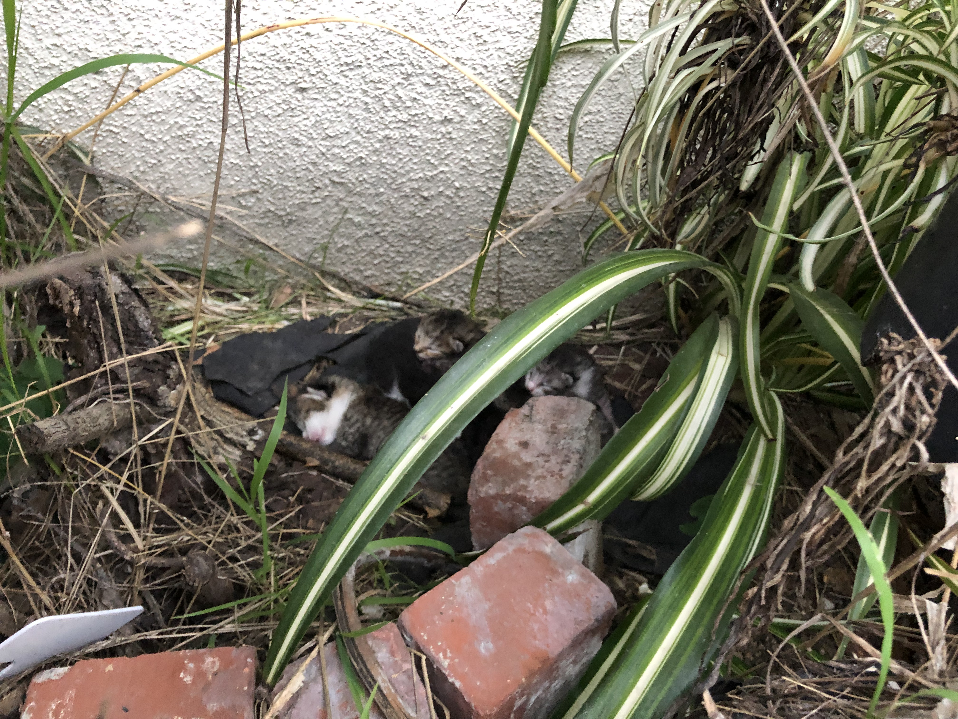 PK and Friend alt text