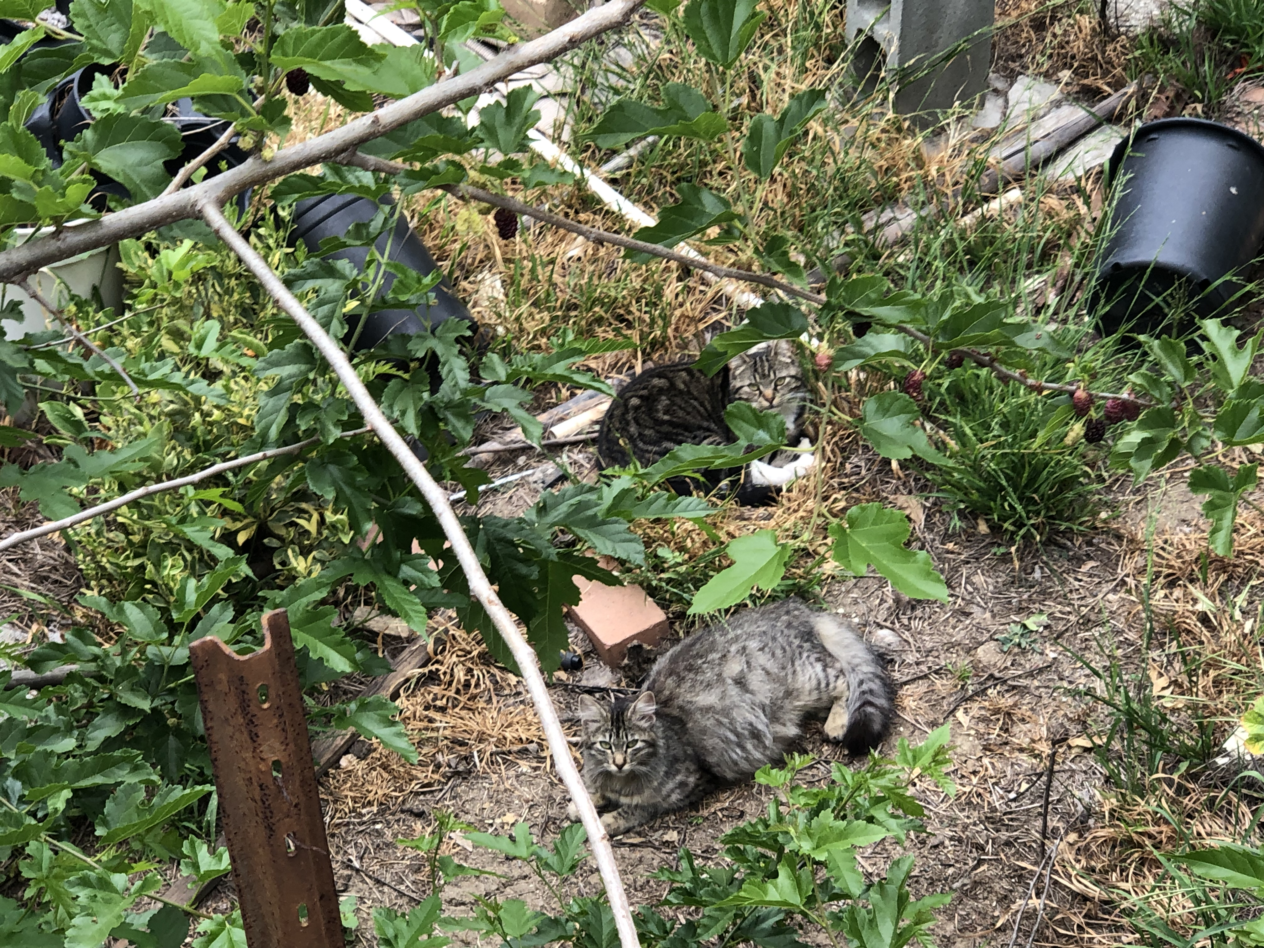 PK and Friend alt text